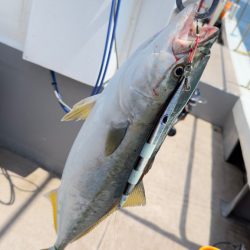 ハマチ/ジギング