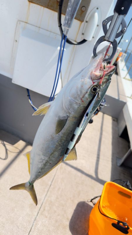 ハマチ/ジギング