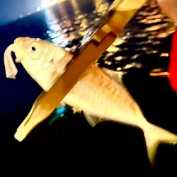 ジグ単de〜アジング♪幼馴染の初アジング