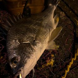 ヘチってきました