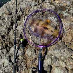 ちょこっとエギング