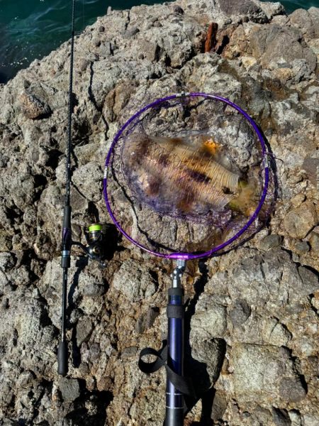 ちょこっとエギング