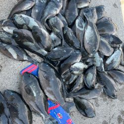 魚津港フカセ釣り