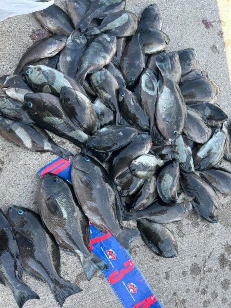 魚津港フカセ釣り