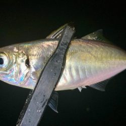 今夜も中アジ探しにGO‼︎