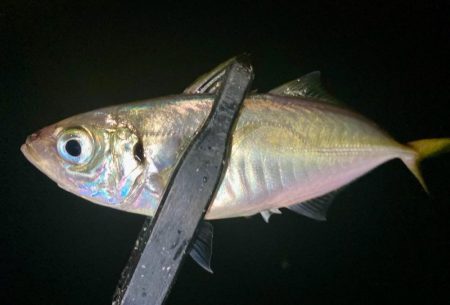 今夜も中アジ探しにGO‼︎