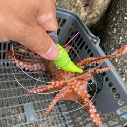 ⭐︎泉タコ人気