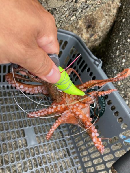 ⭐︎泉タコ人気