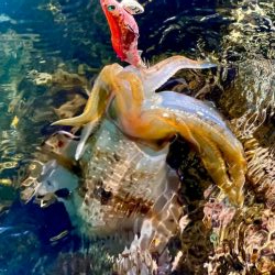 潮目でキャッチ〜