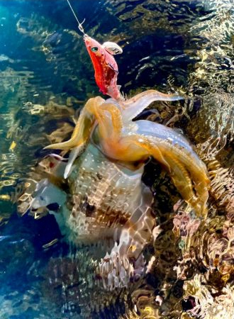 潮目でキャッチ〜