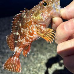 エソ以外釣れませんかねぇ?