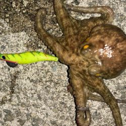 夜釣りのタコ