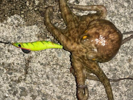 夜釣りのタコ
