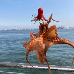 朝寝坊してしまい。慌てて湾奥蛸散歩。。