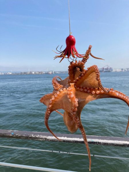 朝寝坊してしまい。慌てて湾奥蛸散歩。。