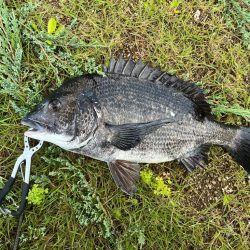底物釣りでチヌやガシラ釣れましたや