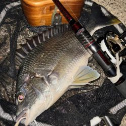 ヘチってきました