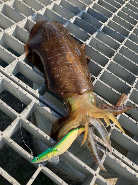 グッドサイズ来たよ