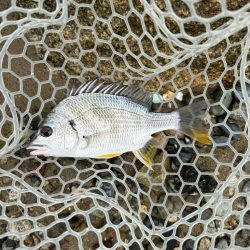 今日も懲りずに雨の中のチニング!