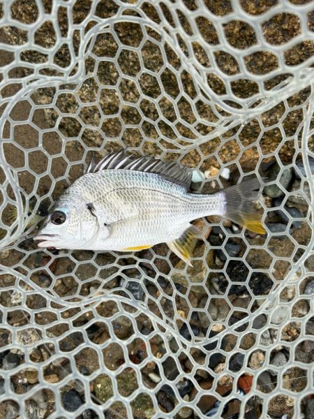 今日も懲りずに雨の中のチニング！