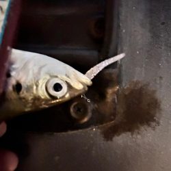 雨風でもアジング