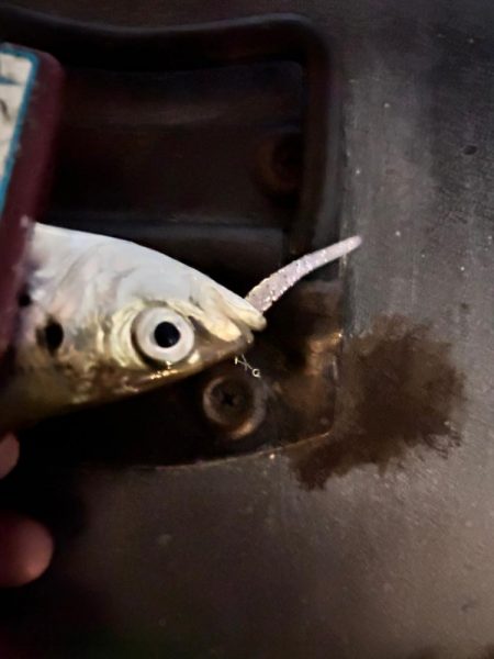 雨風でもアジング