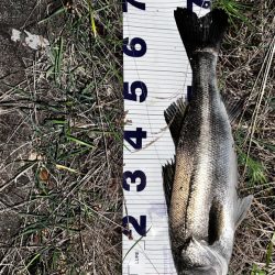 長めのフォール!!4つ目のバイブレーションの使い方