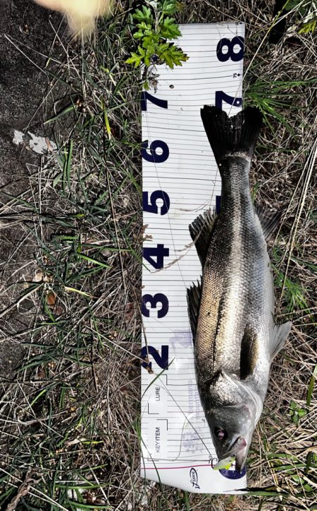 長めのフォール!!4つ目のバイブレーションの使い方