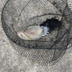 二週ぶりのアタリ