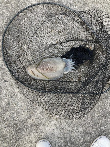 二週ぶりのアタリ