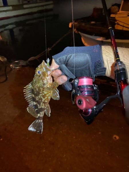 ライトゲーム　メバル釣査