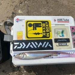 虹ノ松原でキス釣り確認です