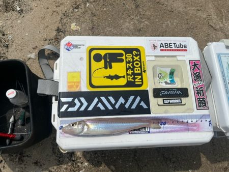 虹ノ松原でキス釣り確認です