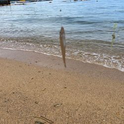 離島でエギング撃沈｜離島キスもイマイチで本土で残業