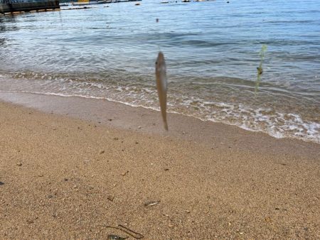 離島でエギング撃沈｜離島キスもイマイチで本土で残業