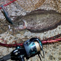 今年の春イカエギングはボウズ無し