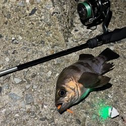 梅雨メバル開幕はまだでした！