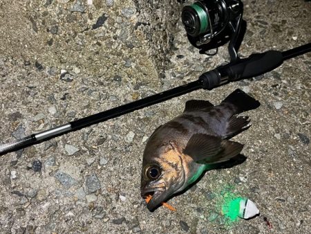 梅雨メバル開幕はまだでした！