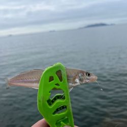 癒されない激渋キス釣り