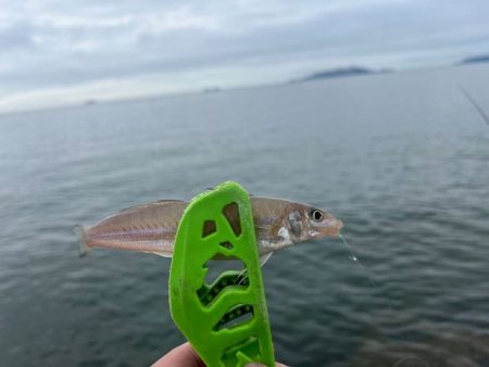 癒されない激渋キス釣り