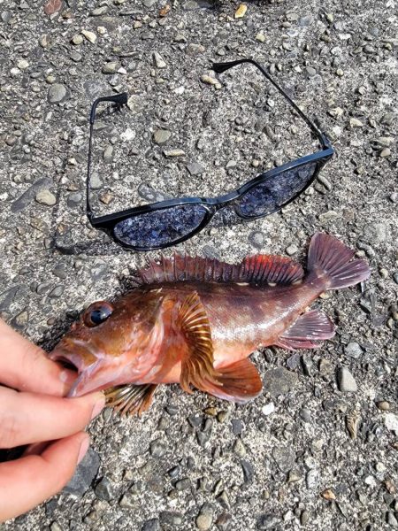 本命不調時は癒しのカサゴちゃん