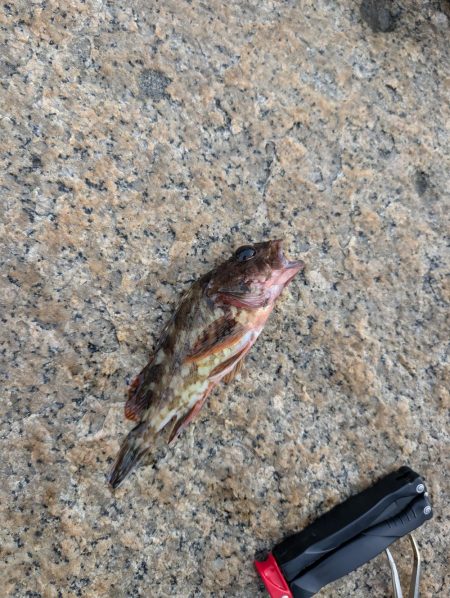 業務スーパーのアサリ