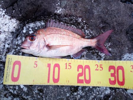 久しぶりの投稿