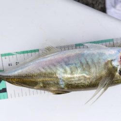 アジを釣りたい!