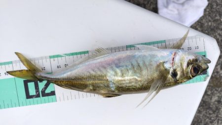 アジを釣りたい!