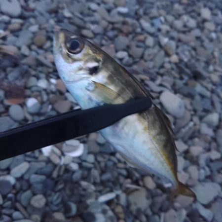 フロートゲーム～