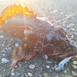 ロックフィッシュ釣行