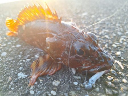 ロックフィッシュ釣行