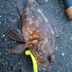 ロックフィッシュ釣行
