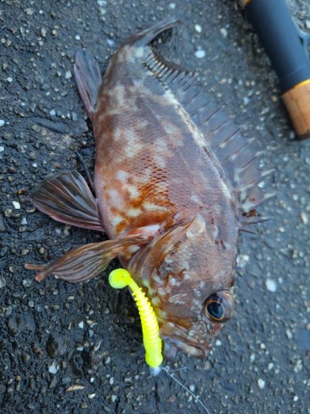 ロックフィッシュ釣行